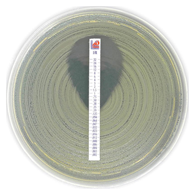 Imipenem relebactam